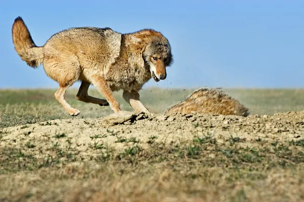 Coyote aanvallende badger — Stockfoto