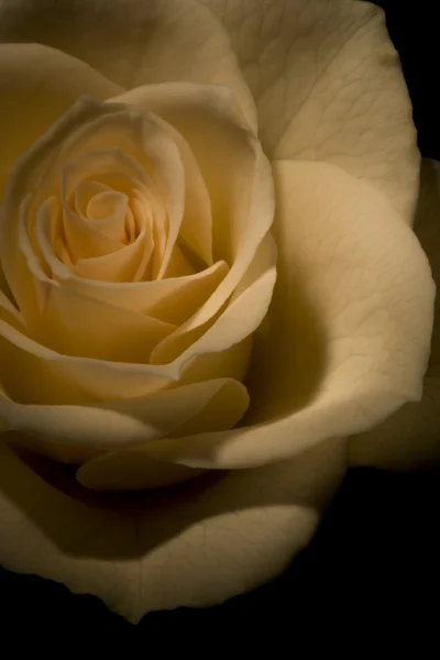 White Rose — Stock Photo, Image