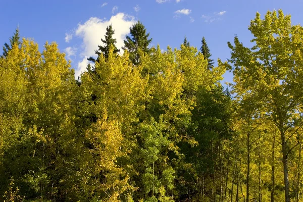 Bosgebied in de herfst — Stockfoto