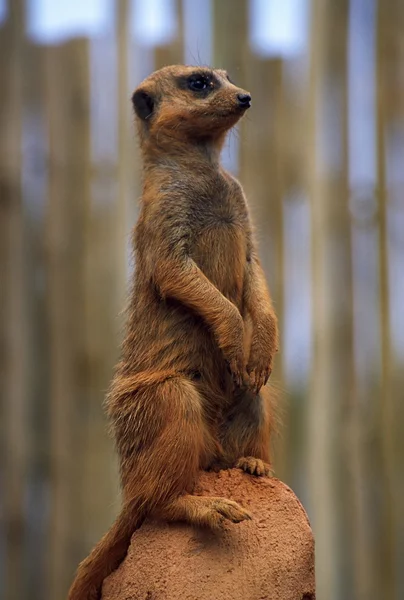 Meerkat Sitting Up On Rock — Stock Photo, Image