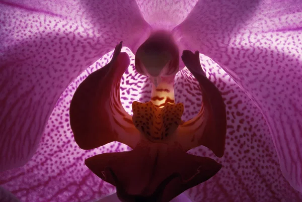 Orchid blossom — Stock fotografie