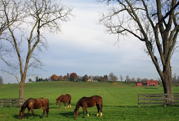 Koně, pastva — Stock fotografie