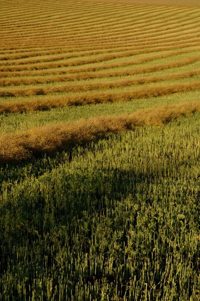 Rijen van canola windrows — Stockfoto