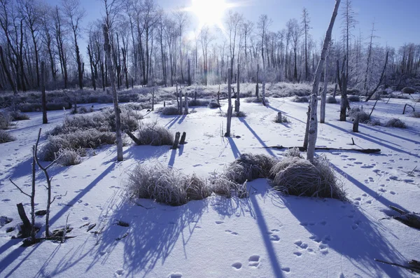 Морозная зимняя сцена — стоковое фото
