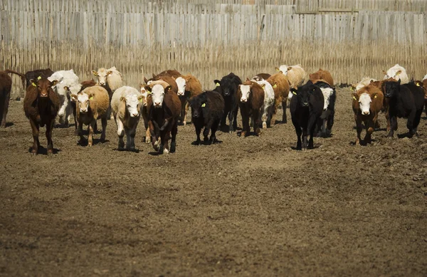 Herd Of Cattle — Stock Photo, Image