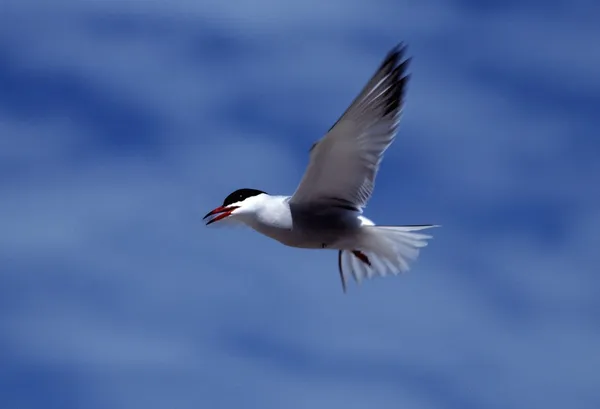 Tern comum em voo — Fotografia de Stock