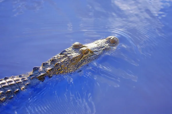 Aligator nad wodą — Zdjęcie stockowe