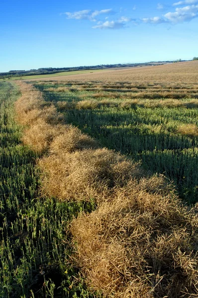 Swath Of Rapeseed — Stock Photo, Image