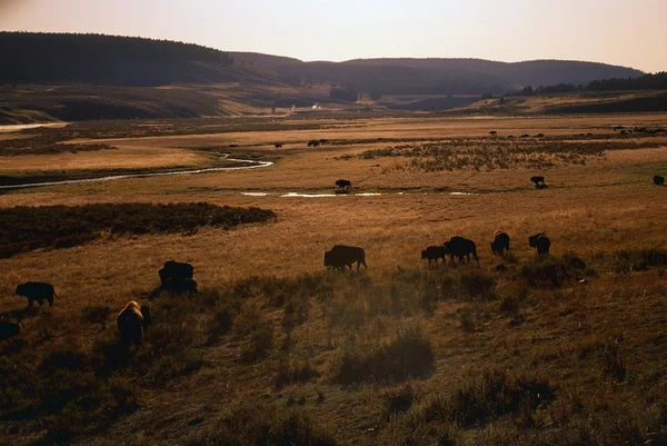 Stádo bizonů (bison bison) v hayden valley, Yellowstonský národní park — Stock fotografie