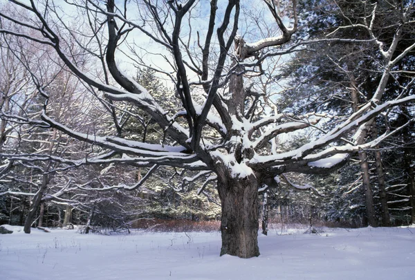 Érable couvert de neige — Photo