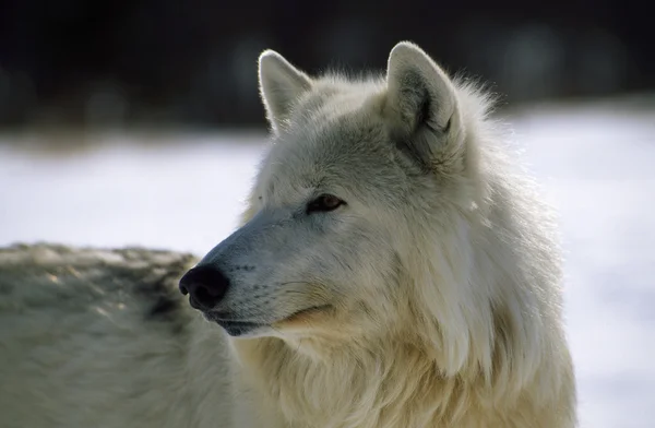 Lobo ártico cinzento — Fotografia de Stock