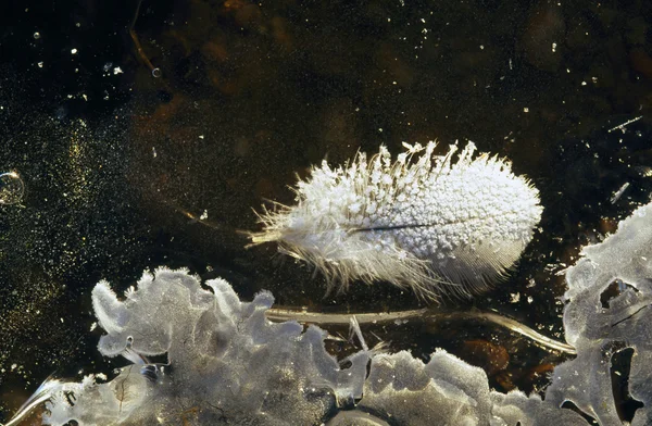 Pluma blanca descansando sobre un estanque congelado — Stok fotoğraf