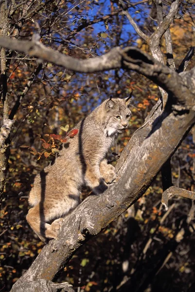 Bobcat wspinaczka drzewa — Zdjęcie stockowe