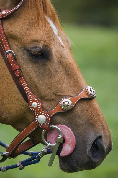 Profil d'une tête de cheval — Photo