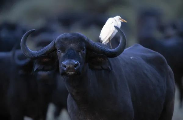 Afrikansk buffel och egret — Stockfoto