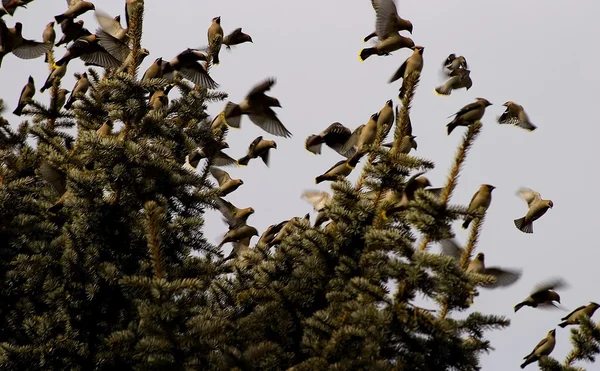 Kuşlarda tree tops — Stok fotoğraf