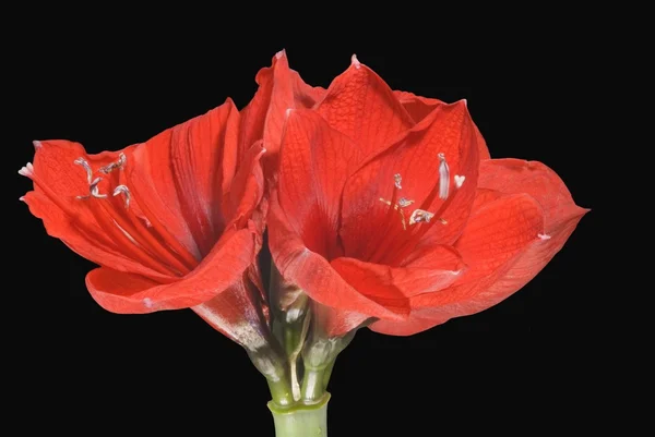 Red Amaryllis — Stock Photo, Image