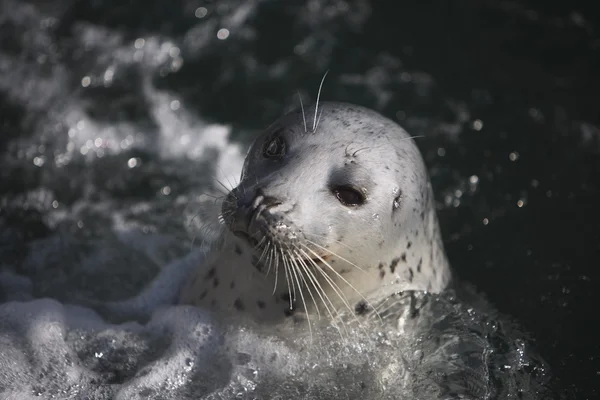 Una foca del puerto — Foto de Stock