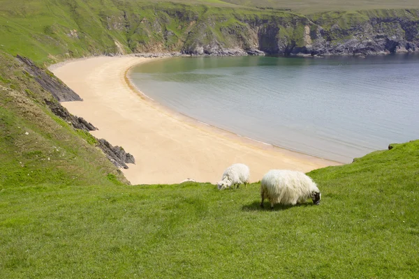 Condado de Donegal, Irlanda, Ovejas cerca de la costa — Foto de Stock