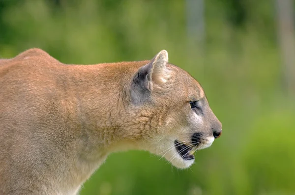Profil Puma — Zdjęcie stockowe