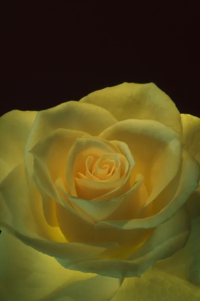 Yellow Rose — Stock Photo, Image