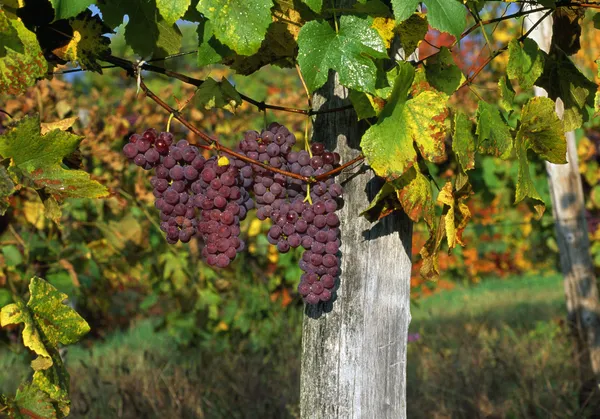 Виноград созревает на лозе — стоковое фото
