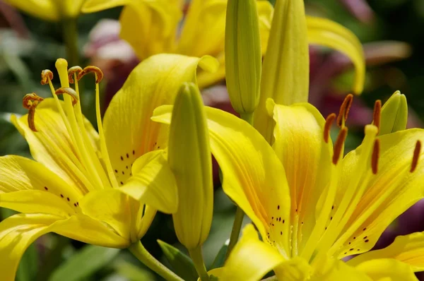 Flores — Foto de Stock