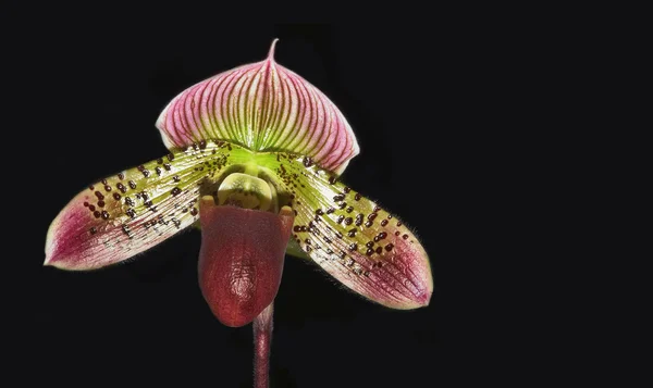 Orquídea Paphiopedilum — Fotografia de Stock