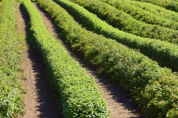 Fazenda Framboesa — Fotografia de Stock