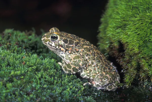 European Green Toad — Stock Photo, Image