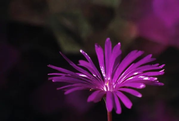 Ice Plant — Stock Photo, Image