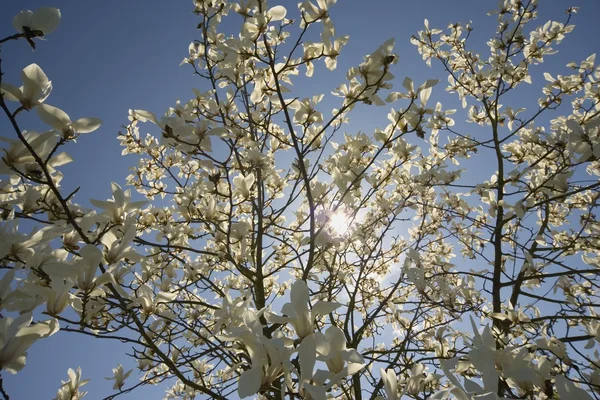 Baum mit üppigen Blüten — Stockfoto