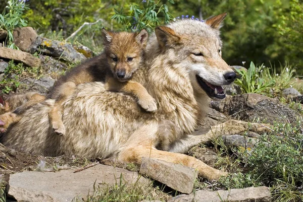 Lupo cucciolo e madre a den sito — Foto Stock