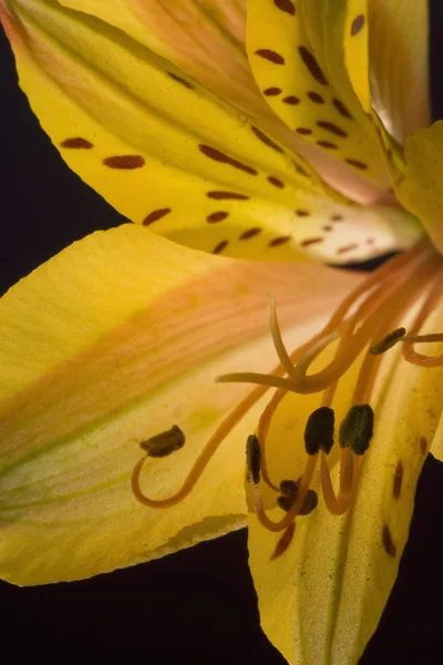 Giglio giallo — Foto Stock