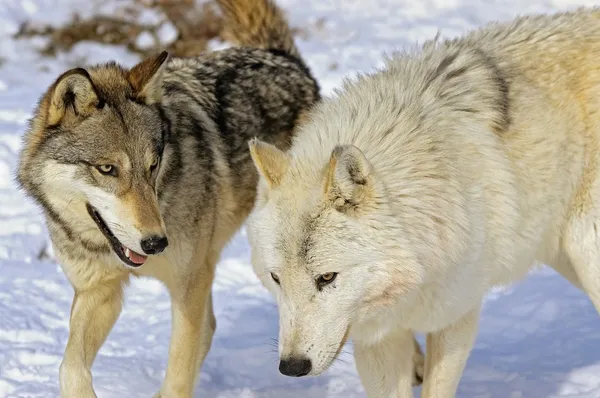 Członkowie wolf pack — Stockfoto