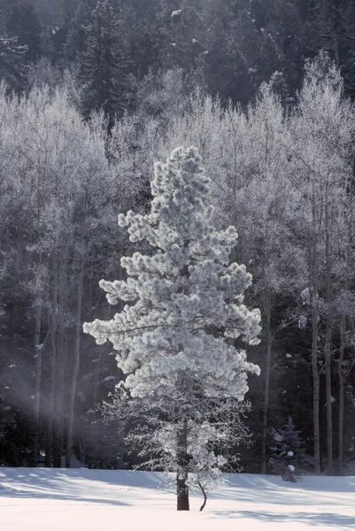 Pin Ponderosa givré, Montagnes Jemez, Nouveau-Mexique, États-Unis — Photo