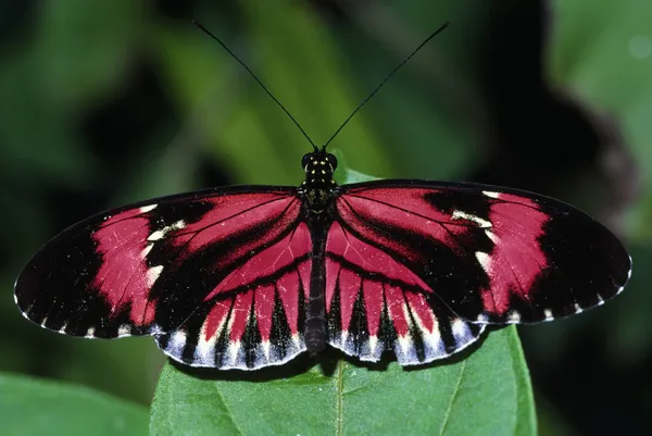 Primo piano della farfalla — Foto Stock