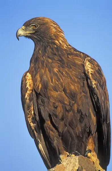 Águila dorada en roca — Foto de Stock