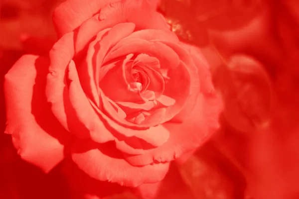 Троянди графіки — стокове фото