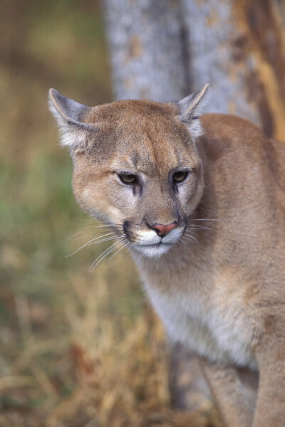 Cougar