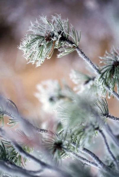 Frost auf Ästen von Kiefern — Stockfoto