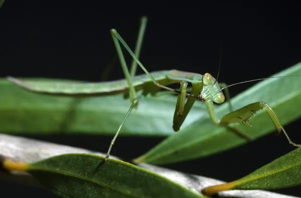 Mantis de oração chinesa — Fotografia de Stock