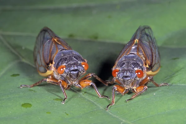 Pair Of Bugs — Stock Photo, Image