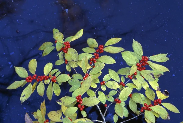 Baies rouges sur une branche — Photo