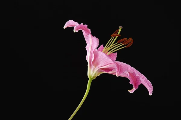 Розовая лилия на черном фоне — стоковое фото