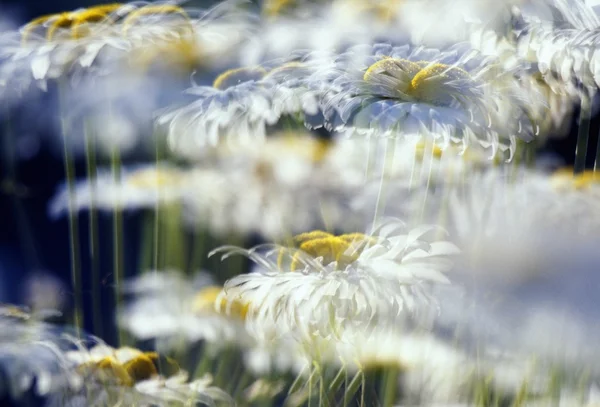 Daisies With Blur Stock Image