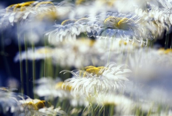 Daisies With Blur Royalty Free Stock Photos