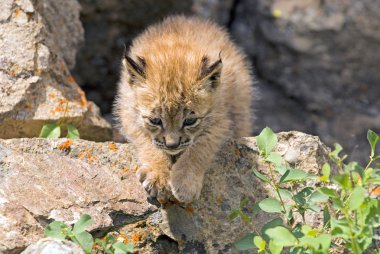 Sibirya lynx kiti