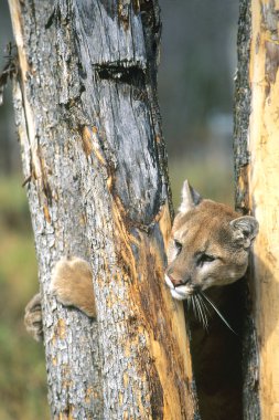 Puma ağaca tırmanmak