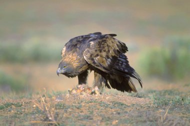 Altın Kartal avını ile